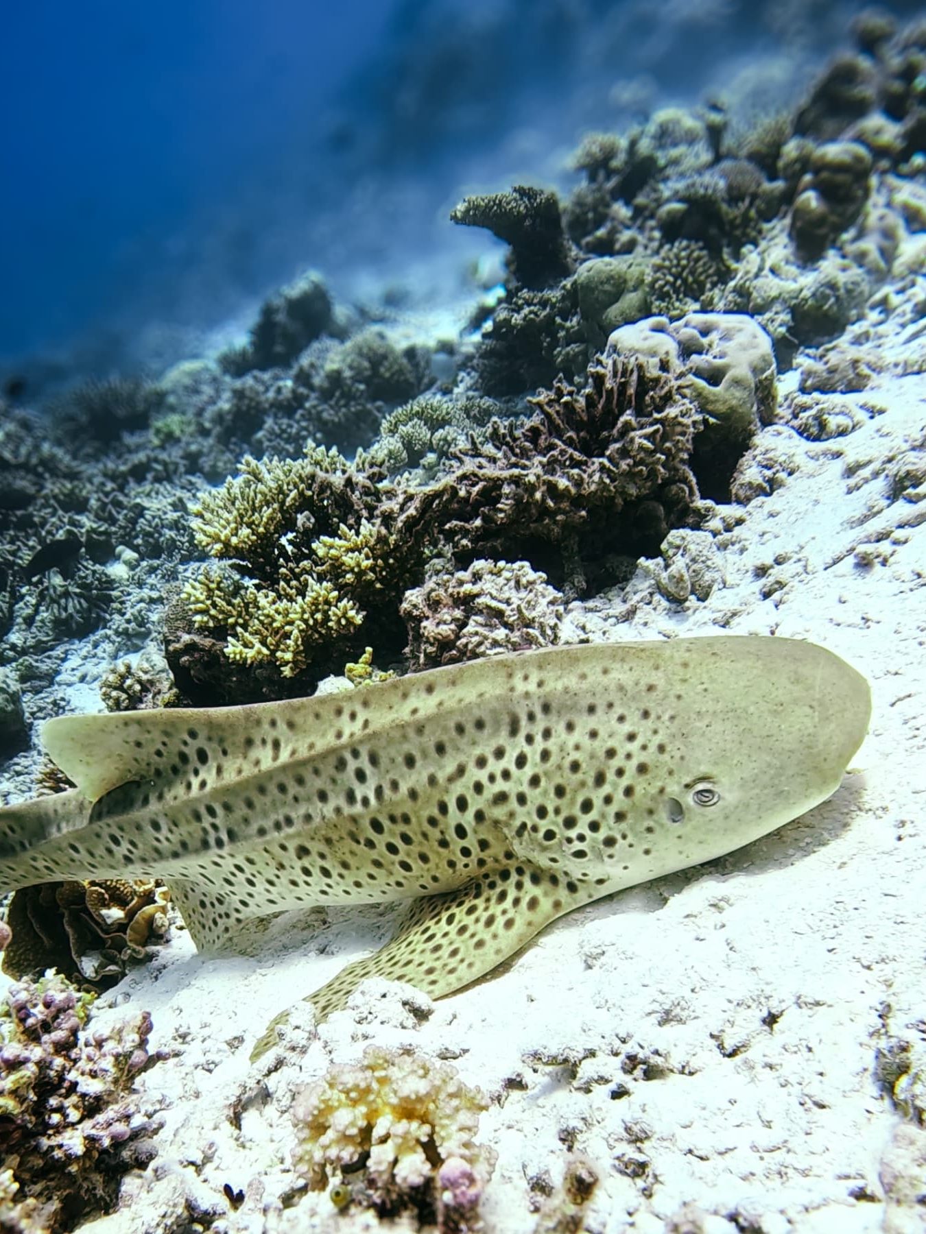 snorkelen malediven combineren met sri lanka