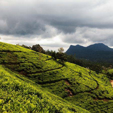 theeplantages Nuwara eliya sri lanka