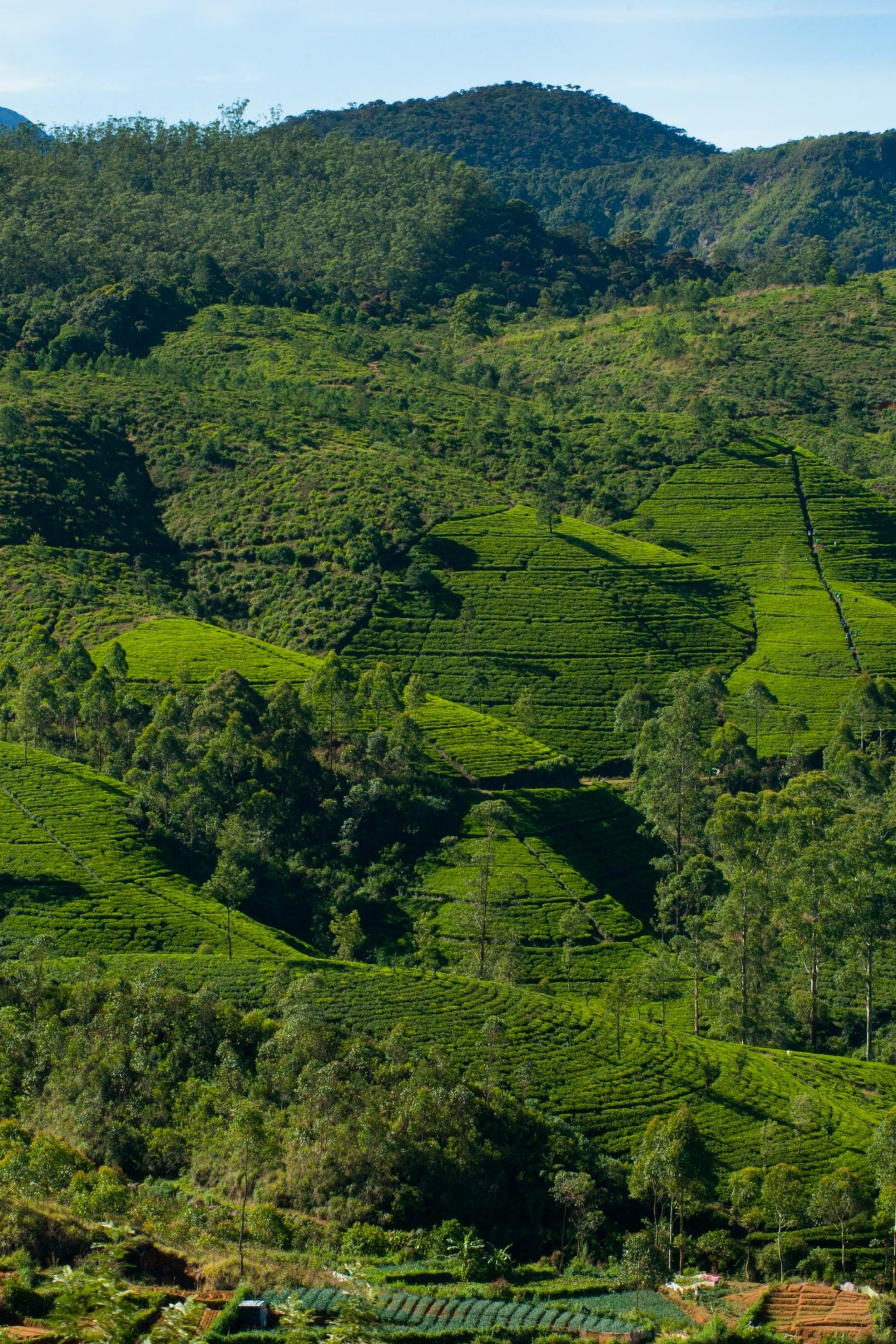 theeplantages sri lanka