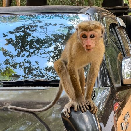 Wilpattu National Park in Sri Lanka: waarom dit de mooiste plek voor een safari is