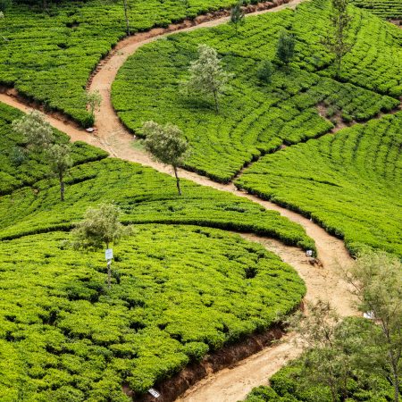 Leuke dingen om te doen in Nuwara Eliya + hoteltips