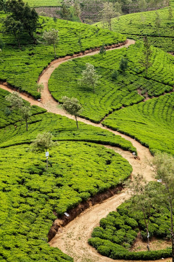 doen Nuwara Eliya