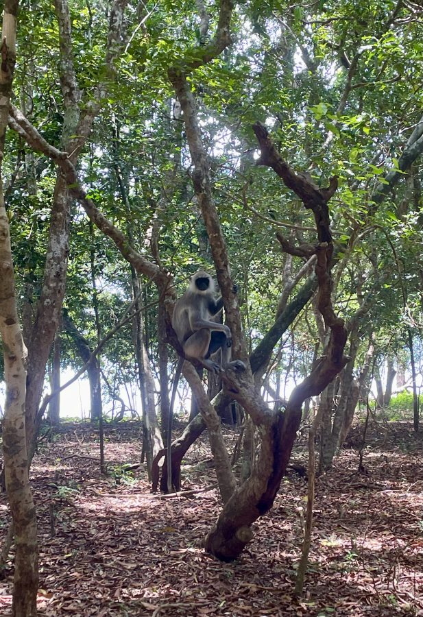 wilpattu sri lanka