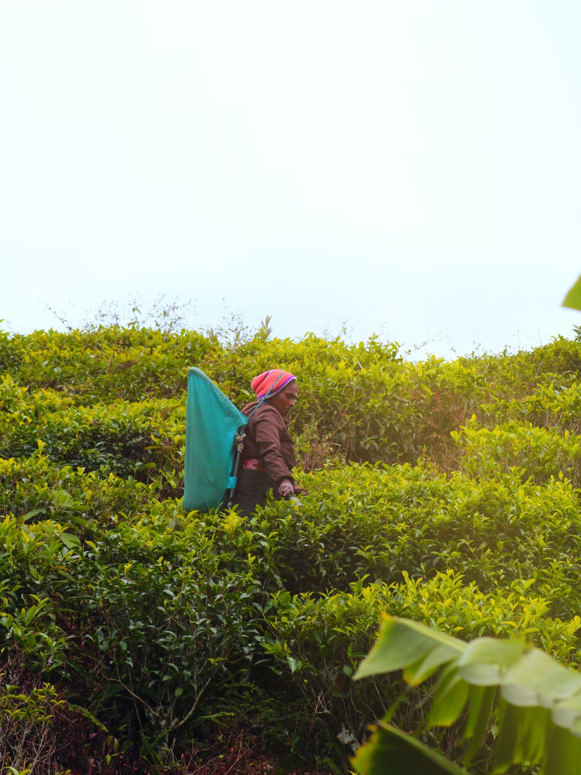 theeplantages nuwara eliya
