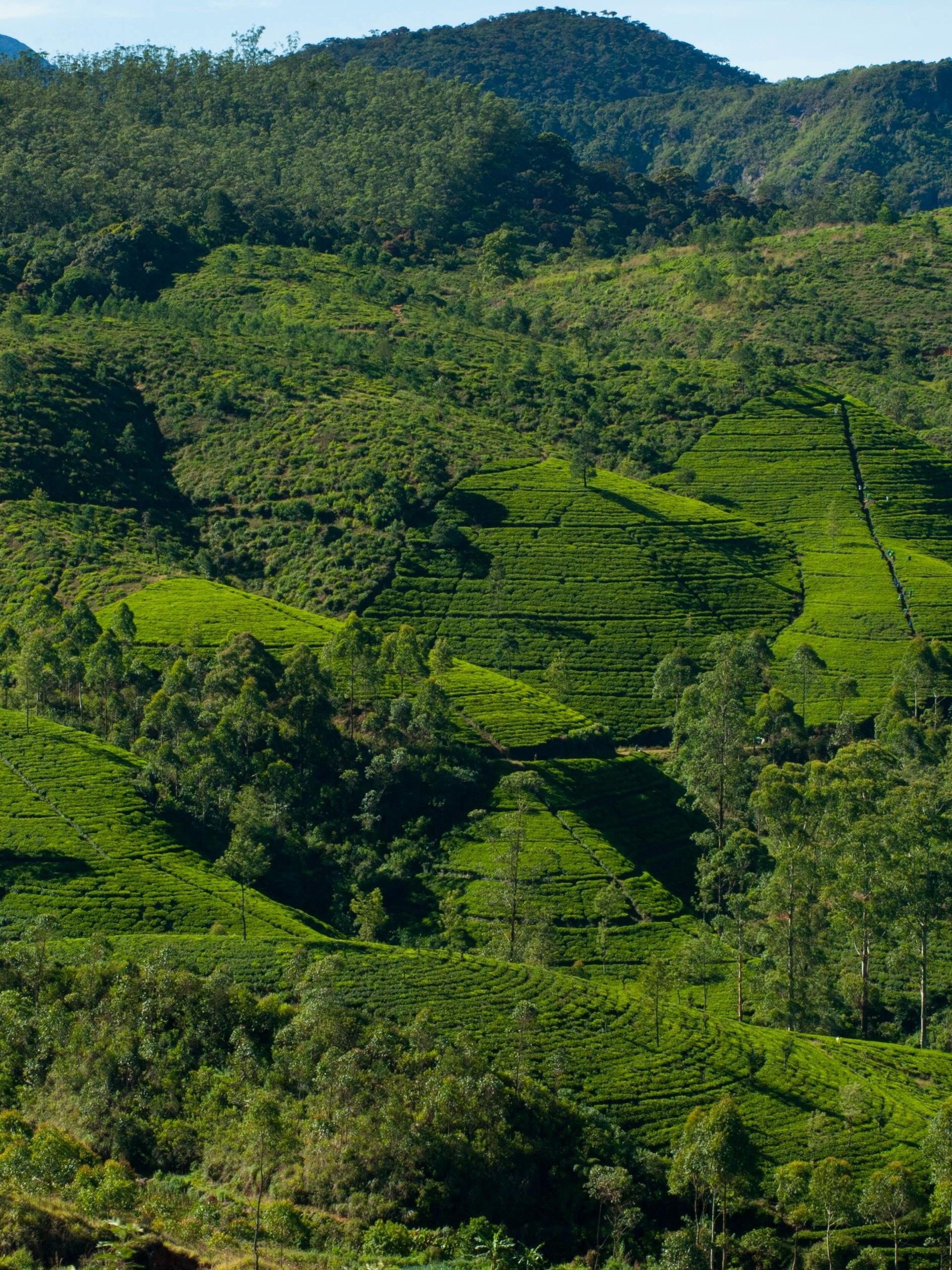 De theeplantages van Nuwara Eliya