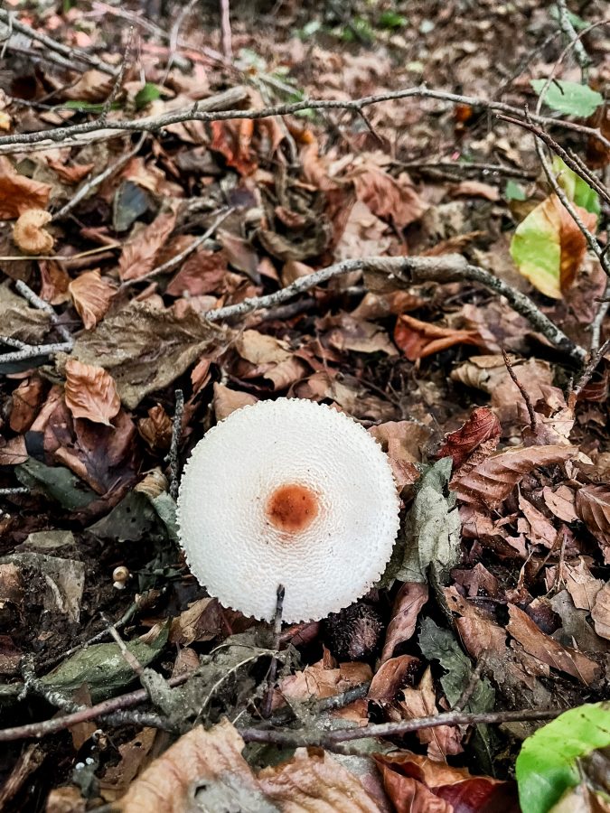 mullertahl-hike-naar-Schiessentumpel-waterval