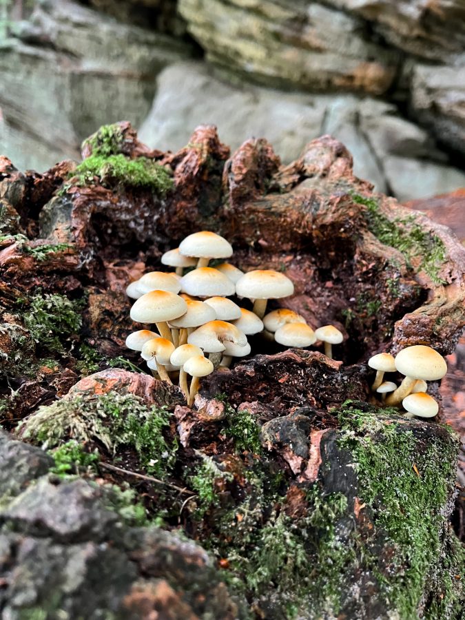 Paddenstoelen langs de B2 route Berdorf