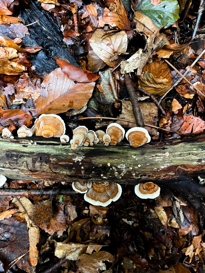 paddenstoelen-echternach-berdorf-trail-mullertahl