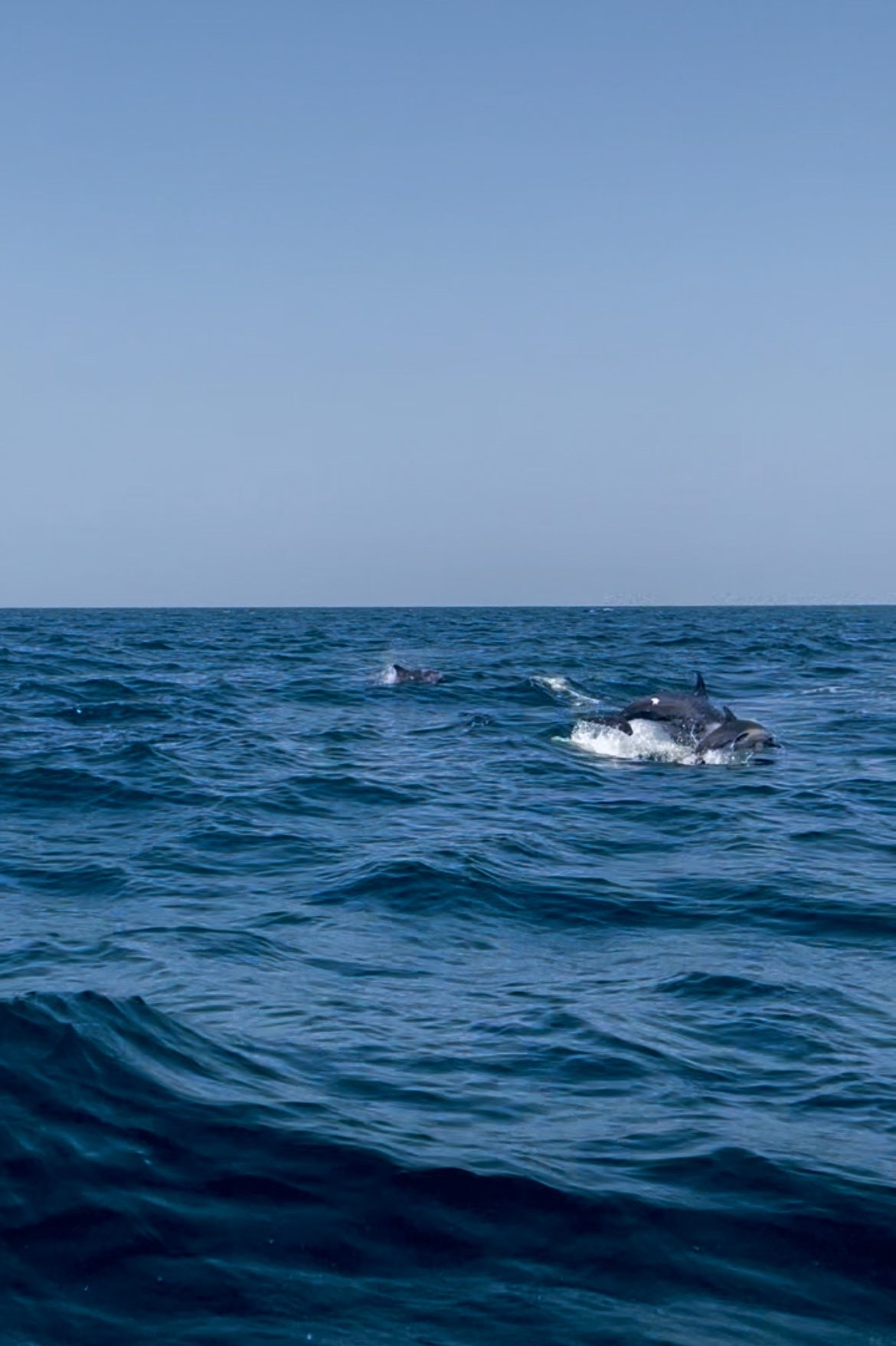 dolfijnen walvissen spotten Oman