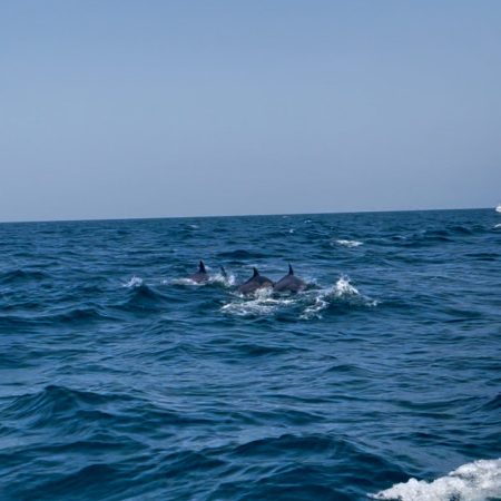 Dolfijnen spotten in Oman: onze tips en eigen ervaring!