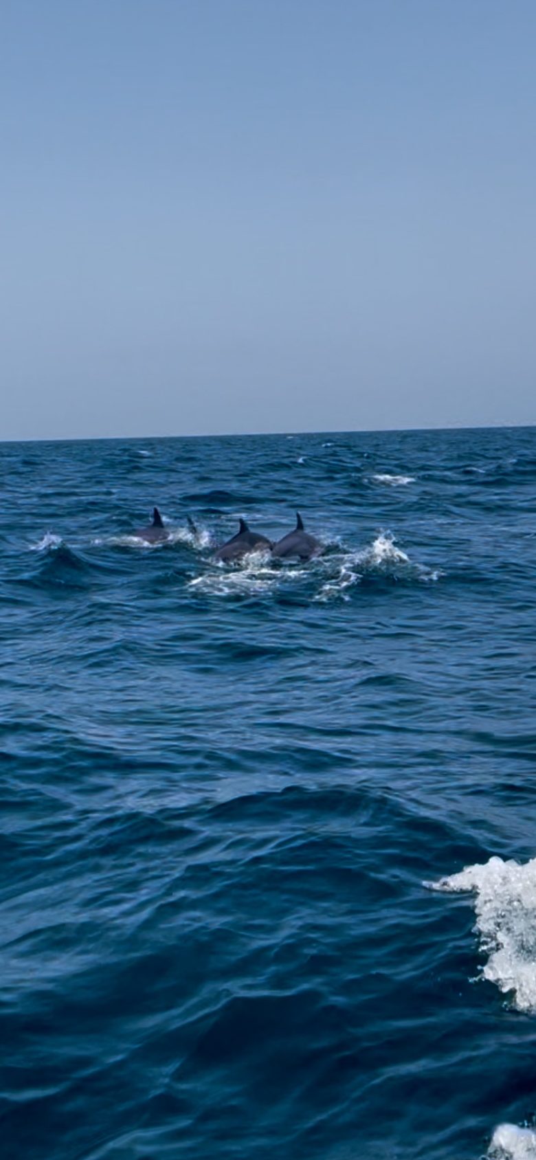 Dolfijnen spotten in Oman