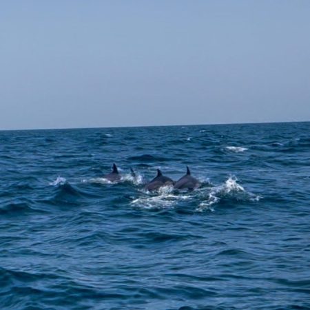 Dolfijnen spotten Oman