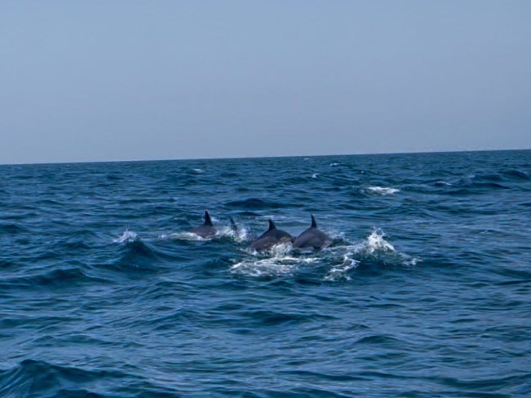 Dolfijnen spotten Oman