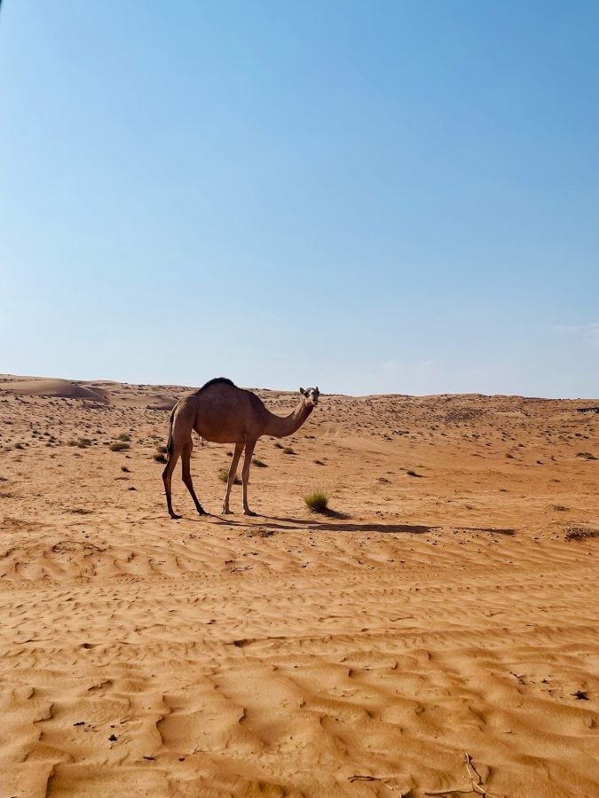 wahibi sands rondreis oman
