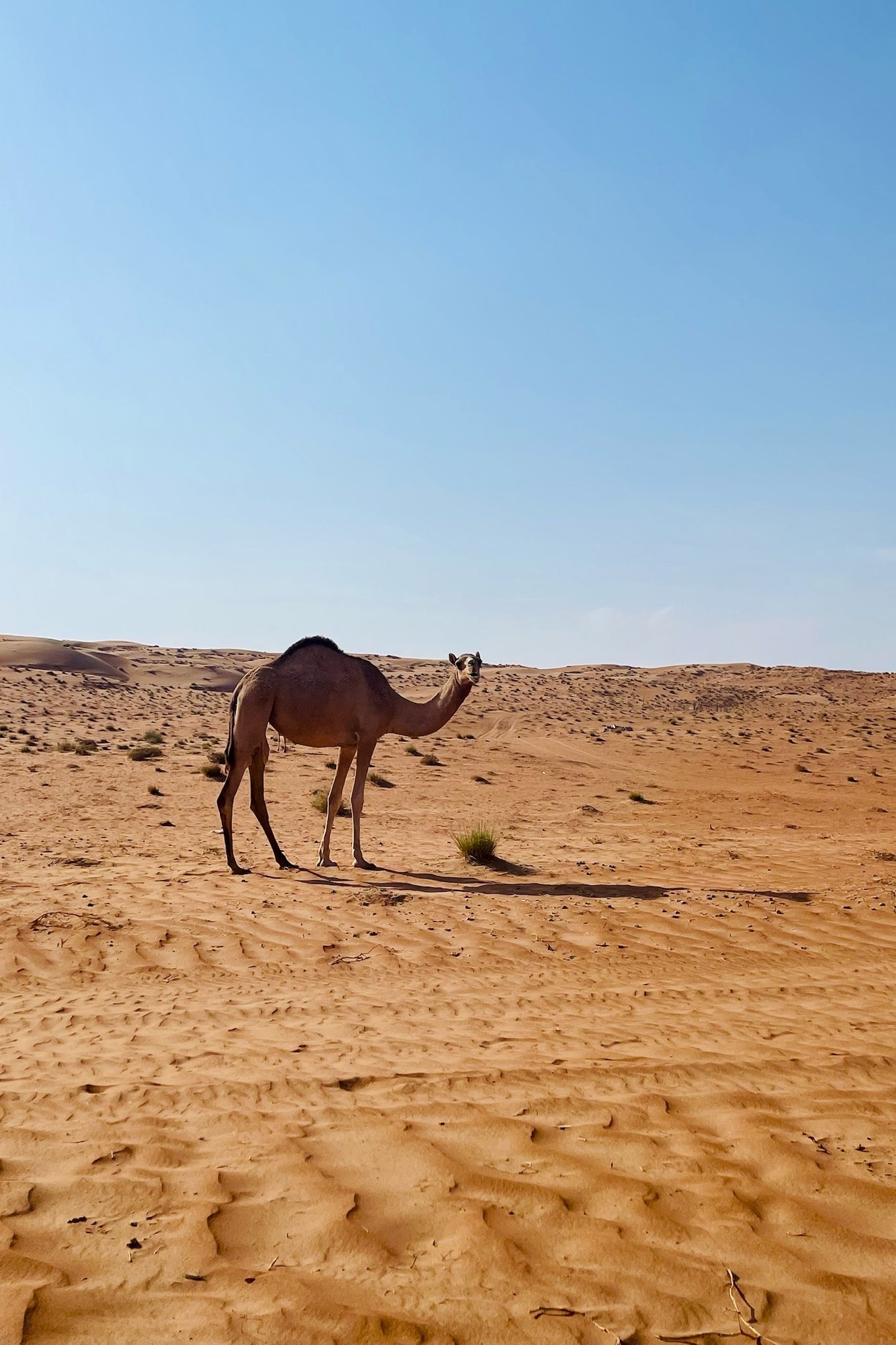 Kamelen Oman woestijn