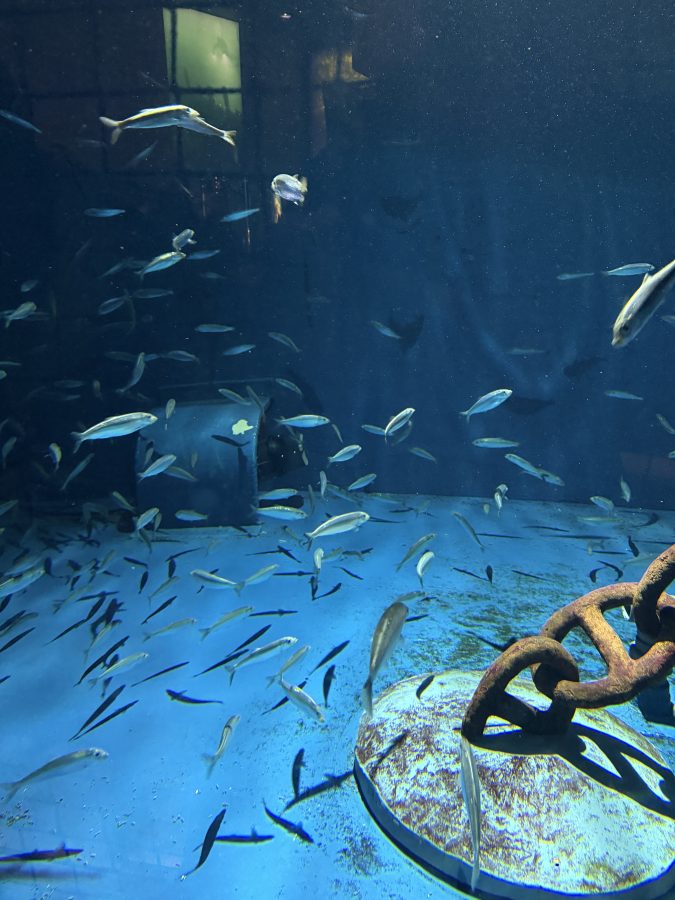Haringen in het aquarium van Skansen 