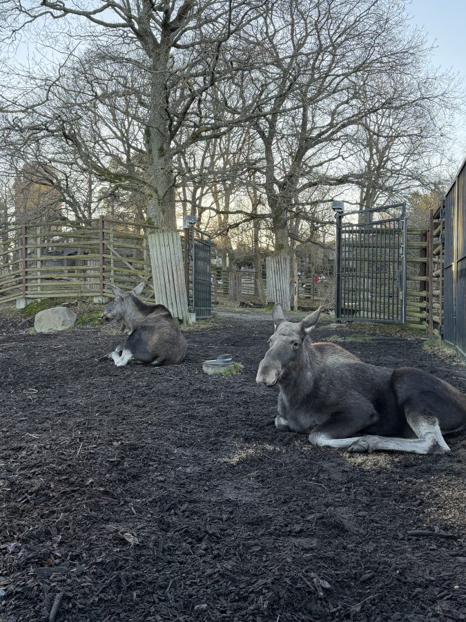 Elanden stockholm skansen