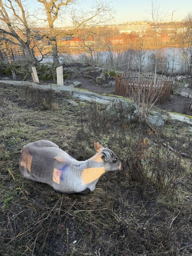 Rendier in Skansen Stockholm