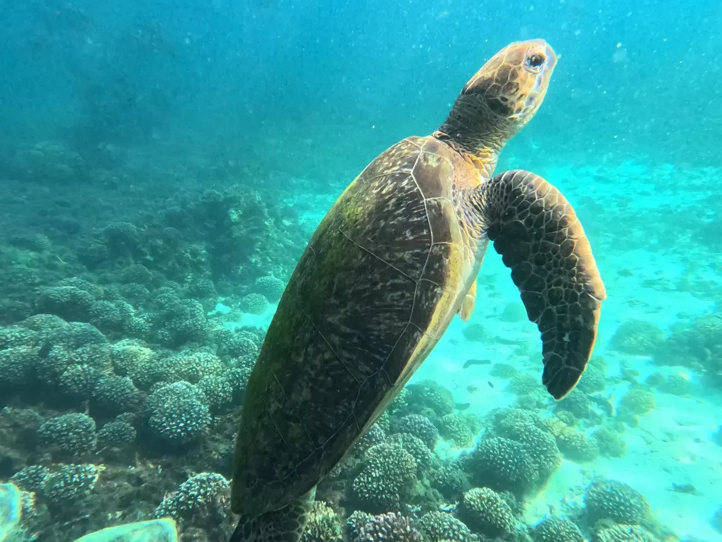 Schildpadden-Oman-eiland