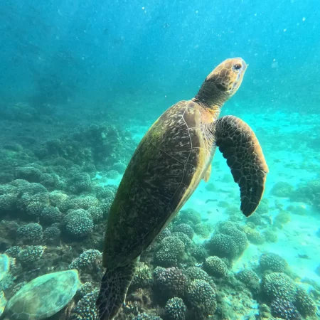 Daymaniyat eilanden: Snorkelen in Oman + tips voor deze eilanden