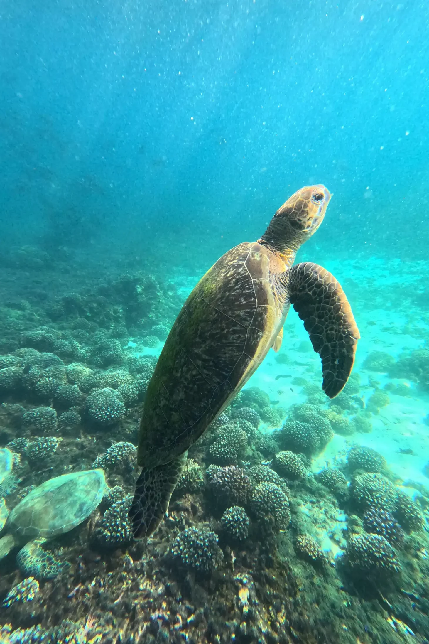 Schildpadden Oman eilanden