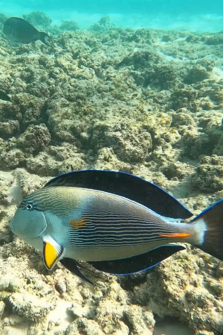 Snorkelen Oman Muscat