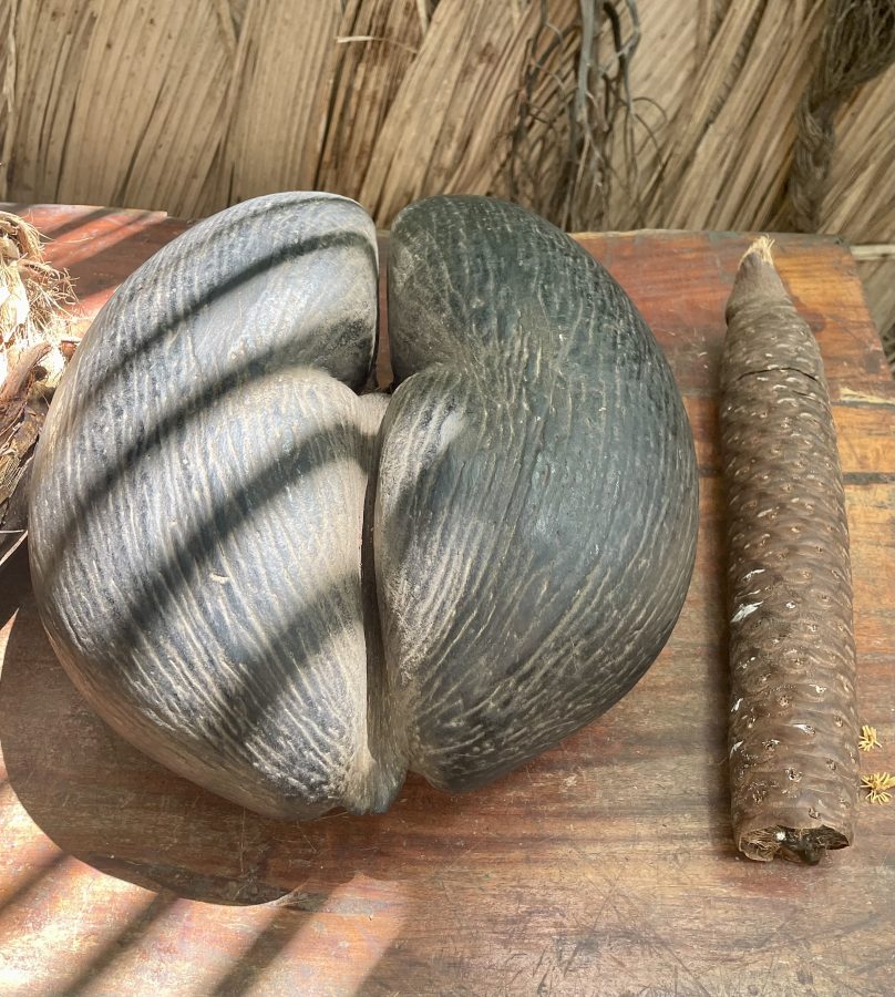 Vallée de Mai Praslin Mahe Seychellen vakantie