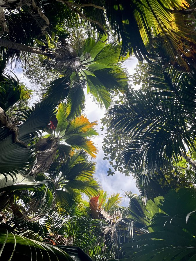 Coco de Mer Seychellen