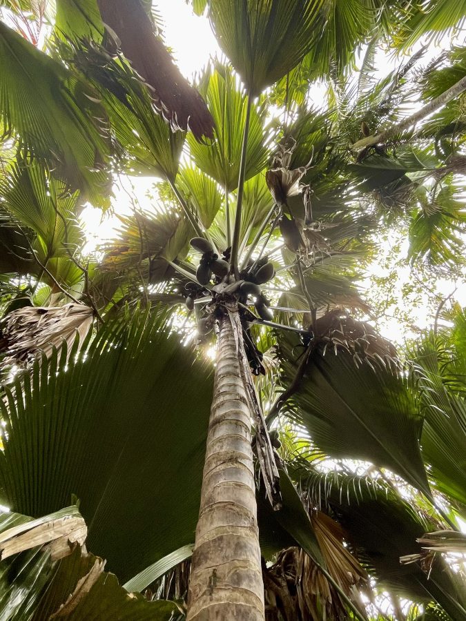 Vallee de Mai Praslin