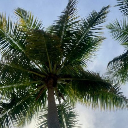 L’Union Estate: bezoek de oude plantage op La Digue + strandtips