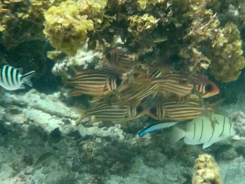Snorkelen activiteiten Seychellen wat te doen