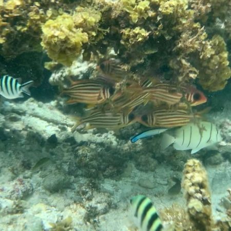 Snorkelen op de Seychellen | Onze top 3 snorkelplekken
