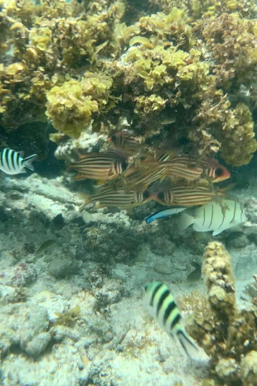 Snorkelen Seychellen