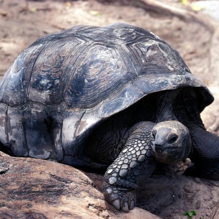 Schildpad-Curieuse-Island-Seychellen