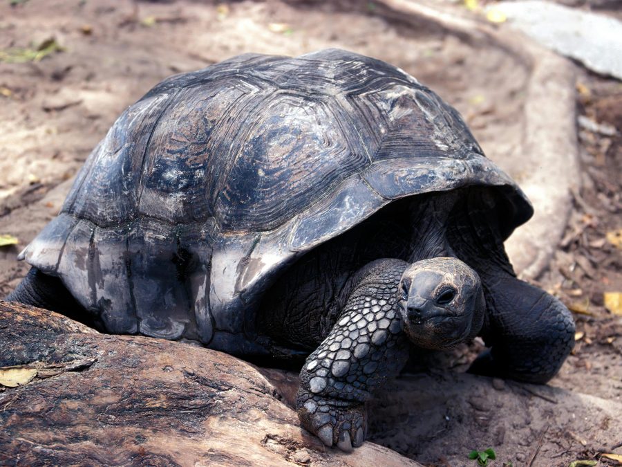 Schildpad-Curieuse-Island-Seychellen