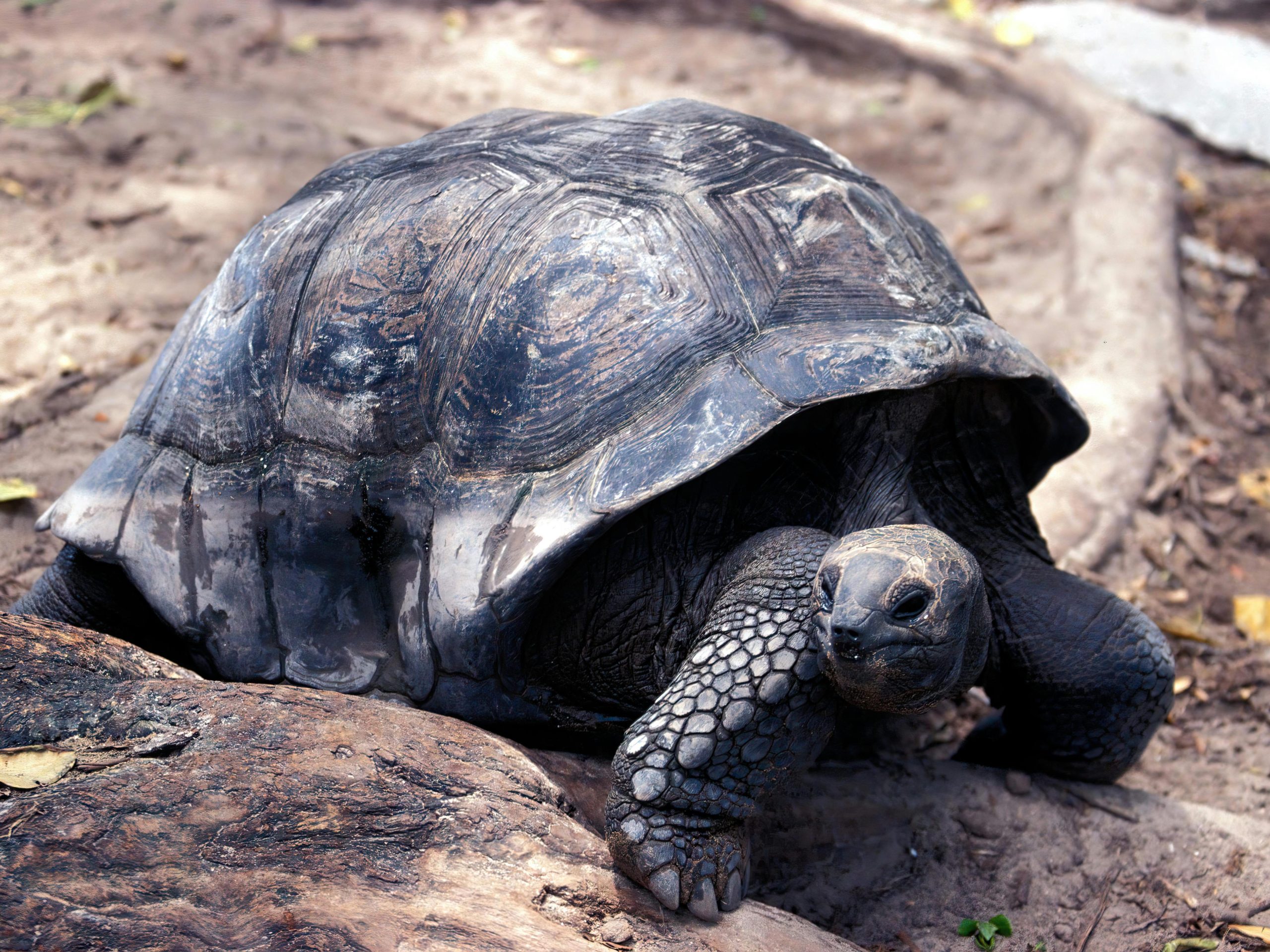 Schildpad-Curieuse-Island-Seychellen