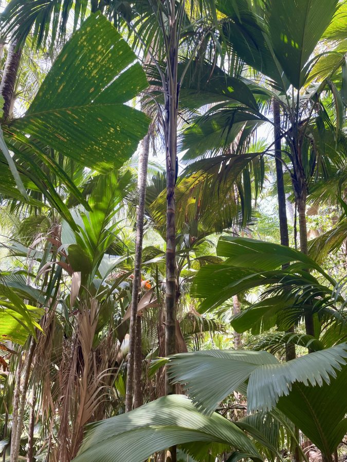 Seychellen Vallee de Mai
